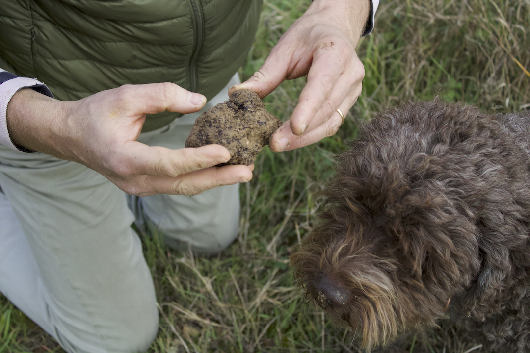 Chef Bruno et Melba (le chien) en train de chercher des truffes