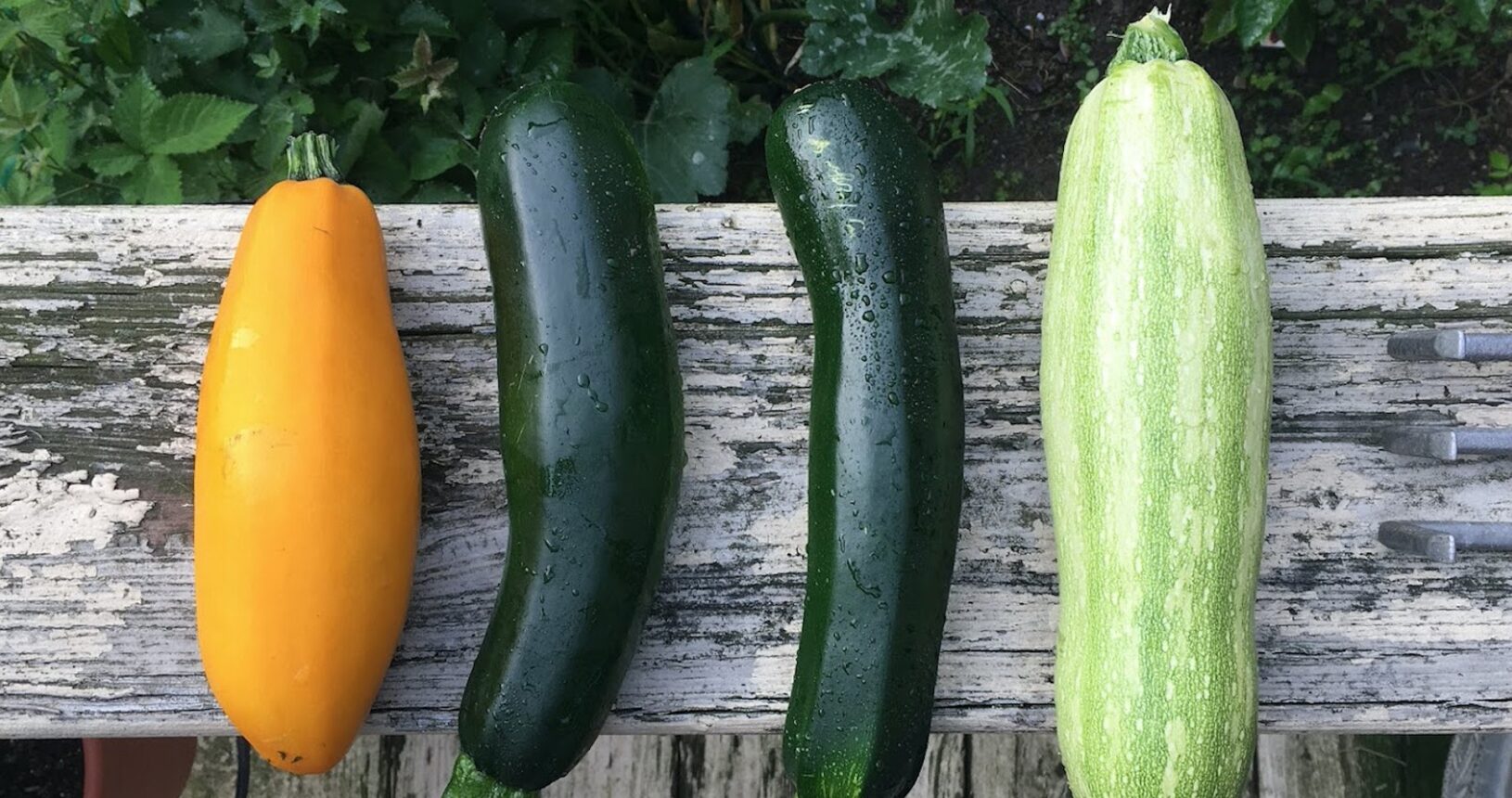 courgette du jardin